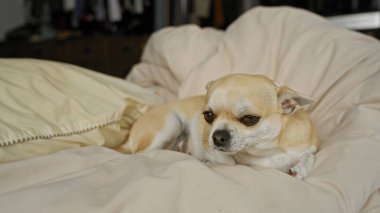Yumuşak bej battaniye ve yastıklarla çevrili, rahat bir yatakta dinlenen Chihuahua, sakin ve sakin bir iç mekan atmosferi yakalıyor..