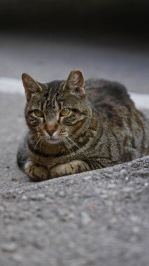 Dışarıdaki bir park alanındaki beton kaldırımda huzur içinde dinlenen tekir kedi, park halindeki arabalarla çevrili, kentsel çevrede huzur ve sükunet hissi yayıyor..