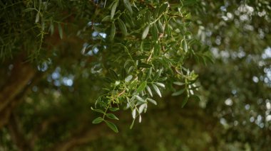 Dar, sivri yapraklı yeşil dallar açık havada, Mallorca İspanya 'da yumuşak güneş ışığıyla çekilmiş canlı doğal bir manzara sergiliyor.