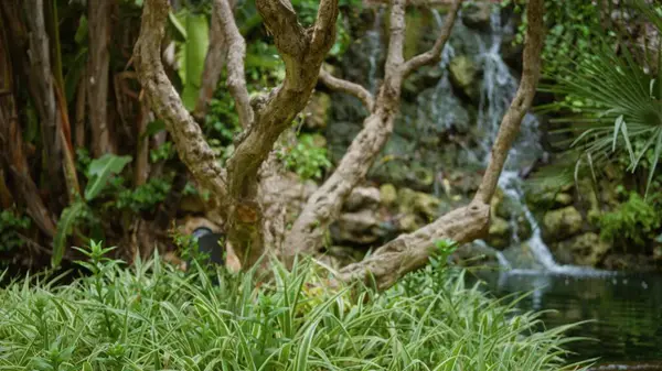 Bereketli yeşillik, sakin bir tropikal tatil köyünün sakin bahçesini bulanık arka plan şelalesiyle çerçeveliyor, huzurlu bir açık hava inzivasını çağrıştırıyor..