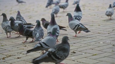 Güvercinler açık havada güneşli tuğla bir yolda toplanıyor, farklı renkleri ve çevrelerini vurguluyorlar..