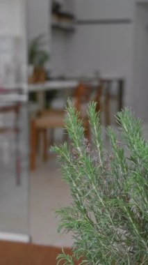 Biberiye bitkisi modern mutfağın iç kısımlarına doğal yeşillik katıyor, dekorasyon ve tazelik katıyor..