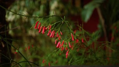 İspanya 'daki Russelia equisetiforis bitkisi canlı kırmızı boru çiçekleri ve yeşil yapraklar içerir. Bulanık doğal arka planda zarif bir görüntü oluşturur..