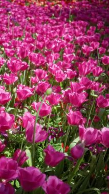 Işıl ışıl pembe laleler bereketli bir Hollanda bahçesinde çiçek açar. Baharın güzelliğini ve Hollanda 'daki doğanın canlı renklerini gözler önüne serer.