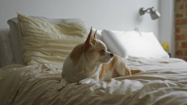 Sıcak bir yatak odasındaki bir yatakta dinlenen Chihuahua beyaz ve kahverengi bir köpeğin evde huzurlu bir anın tadını çıkardığı huzurlu bir ev sahnesi sergiliyor..