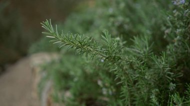 Mallorca 'nın doğal ortamında yeşil iğne benzeri yapraklarla biberiye bitkisine yakın çekim.