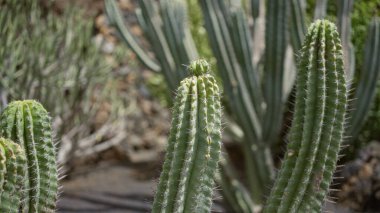 Açık havada Opuntia kaktüsü, Lanzarote 'de bir kaktüs bahçesinde gün ışığı manzarası, kanarya adaları, bitkinin canlı yeşillikleri ve ayırt edici dikenleri..