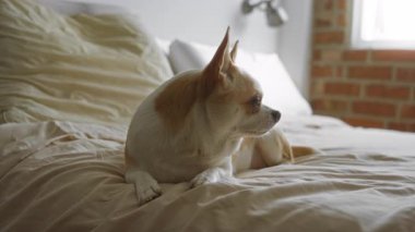 Bir evin güneşli yatak odasında rahat bir yatakta dinlenen Chihuahua köpeği, doğal ışık ile huzurlu bir ev sahnesi sergiliyor..