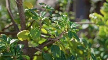 Akdeniz bitkisinin yemyeşil yaprakları açık havada, Torrevieja 'da güneşin altında güneşleniyor, İspanya' da, sakin bir bahçede doğanın güzelliğini sergiliyor..