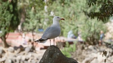 Güneşli bir açık hava parkında, yemyeşil bir kayaya tünemiş martı ve arka planda bulanık insanlar..