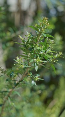 Açık İspanyolcada küçük yaprakları olan yemyeşil bitki parlak güneş ışığı altında batıyor.