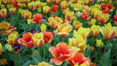 Çiçek açmış canlı laleler kırmızı ve sarı taç yapraklarını sergileyerek Hollanda 'daki açık hava bahçesinde renkli ve canlı bir manzara yaratıyorlar..
