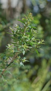 Açık İspanyolcada küçük yaprakları olan yemyeşil bitki parlak güneş ışığı altında batıyor.