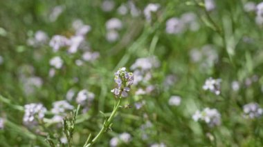 Torrevieja, İspanya 'da güneşli bir tarlada açan narin kır çiçekleri. Yumuşak odaklı yeşil arka plan açık hava çiçeklerinin doğal güzelliğini vurguluyor..