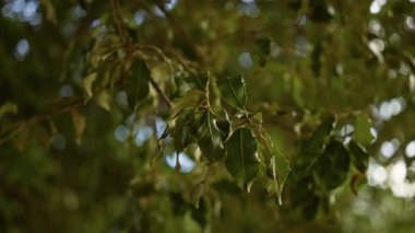 Yeşillik yapraklı yeşil dallar Mallorca 'da doğal ışıklandırma ağacı yaprakları ile birlikte.