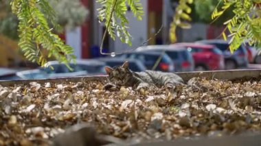 Yeşil yeşilliklerin altına park etmiş arabalarla yapraklı zeminde güneşlenen kedi, sakin ve sıcak bir atmosferi somutlaştırıyor..
