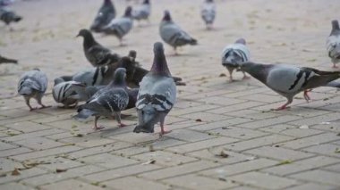 Güvercinler açık havada güneşli tuğla bir yolda toplanıyor, farklı renkleri ve çevrelerini vurguluyorlar..