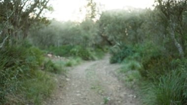 Bulanık görüntü, yemyeşil, ağaçlarla çevrili Akdeniz alanlarında sarmalanan ve arka planda dingin, doğal bir bokeh etkisi yaratan çözünmüş bir yola işaret ediyor..
