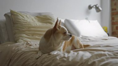 Sıcak bir yatak odasındaki bir yatakta dinlenen Chihuahua beyaz ve kahverengi bir köpeğin evde huzurlu bir anın tadını çıkardığı huzurlu bir ev sahnesi sergiliyor..