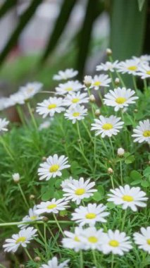 Bereketli yeşil yaprakları olan papatyalar açık havada güneşleniyorlar. Torrevieja İspanya 'nın canlı doğası ve açık mavi gökyüzü altında narin beyaz yapraklar sergiliyorlar..