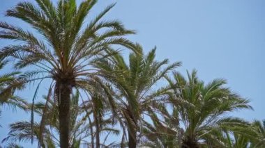 Torrevieja İspanya 'da açık gökyüzü altındaki palmiye ağaçları bereketli yeşil yapraklar sergiliyor ve yaz gezileri ve doğa meraklıları için ideal tropikal açık hava ortamı yaratıyor.