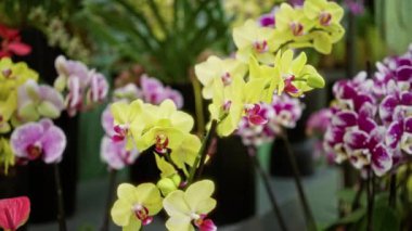 Hollanda serasında sarı ve pembe çiçekli canlı falaenopsis orkideleri tropikal güzelliği ve bahçecilik zarafetini sergiliyor..