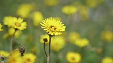 Güneşli Torrevieja, İspanya 'da, parlak, güneşli bir günde, açık hava yeşilliğinin ortasında doğal güzelliklerini sergileyerek, crepis vesicaria' nın canlı sarı çiçekleri açar..