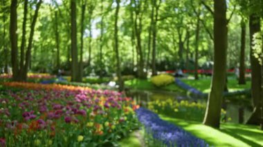 Canlı, odaksız çiçekler yemyeşil bir parkı, arka planda bulanık insanlarla doldurarak huzurlu ve renkli bir açık hava manzarası yaratıyor..