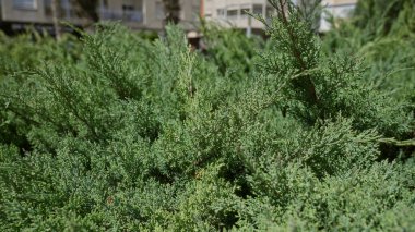 Yoğun ardıç çalıları açık havada güneşli torrevieja 'da açık gökyüzü altında canlı yeşillik ve kentsel zemin yakalıyor.