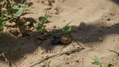 Böcek parlak güneşin altındaki kumlu arazide seyrüsefer yapar. Etrafı seyrek çimenler ve kuru kumlarla çevrilidir..