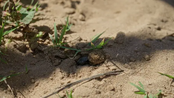 Böcek parlak güneşin altındaki kumlu arazide seyrüsefer yapar. Etrafı seyrek çimenler ve kuru kumlarla çevrilidir..