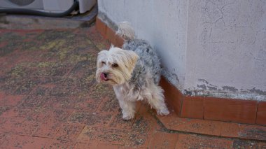 Yorkshire Teriyeri tuğla kiremitler ve beyaz duvarlarla açık terası keşfediyor. Şehir binasının dışındaki güneşli bir günü vurguluyor..