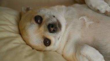 Chihuahua köpeği rahat bir şekilde yatağında dinleniyor sıcak ve rahat bir ev ortamında rahatlıyor..