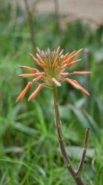 Açık havada açan turuncu aloe vera çiçeği güneşli torrevieja gökyüzünün altında doğal bir arka planı olan botanik güzelliğini vurguluyor..