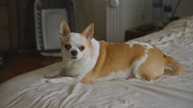 Chihuahua köpeği yatak odasında rahat bir şekilde uzanıyor, hafif ışıklandırmalı, ev eşyalarıyla çevrili, rahat ve rahat bir ev atmosferi yaratıyor..