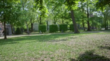 Odaklanamayan yemyeşil park manzarası güneş ışığı altında ağaçları ve otları yakalıyor ve arka planda bulanık binalarla sakin doğa atmosferi yaratıyor..
