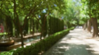 Yeşillik, güneş ışığı, yeşil ağaçlar, çitler ve Mallorca 'da bir çeşme olan açık hava yolu.