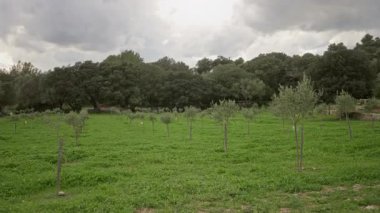 Akdeniz 'de yemyeşil zeytin ağaçları. Bulutlu bir gökyüzünün altında. Arkaplanda canlı yeşil çimenler ve sık bir orman var.