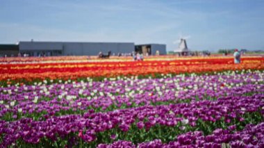 Bulanık arka plandaki kadın Hollanda 'daki canlı lale tarlasında yürür açık gökyüzü altında yel değirmeni altında renkli renkli çiçekler sergiler..
