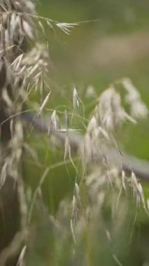 Torrevieja 'daki yabani yulaf otları açık havada canlı yeşil bir arka planla güneşin altında narin tohumlar sergiliyor..