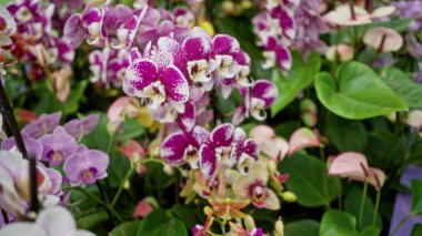 Canlı mor yapraklı ve yeşil yapraklı canlı falaenopsis orkideleri açık havada yemyeşil Hollanda 'da doğal güzellik ve çeşitlilik sergiliyor..