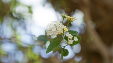 Viburnum tinus çiçekleri beyaz kümeler ve yeşil yapraklarla açar Murcia 'da güneşli bir ortamda, İspanyol manzarasının doğal güzelliğini ve huzurunu vurgular..