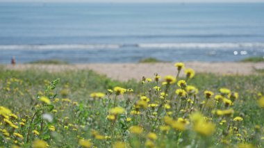 Sarı kır çiçekleri Akdeniz kıyısındaki açık mavi gökyüzünün altında yeşil bir çayırda açarak Torrevieja 'nın dingin güzelliğini, İspanya' yı yakalar..
