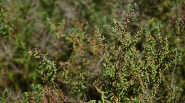 Torrevieja 'da çekilen güneş ışığı altındaki yemyeşil bitki örtüsünü gösteren açık hava görüntüsü doğal, vahşi ve canlı bitki gelişimini vurguluyor..