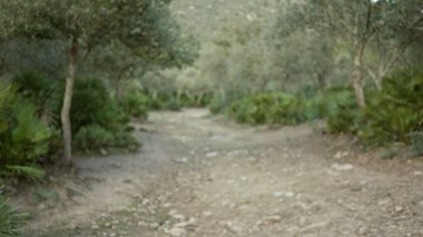 Akdeniz 'de, ağaçlar ve yeşil yapraklarla kaplı bulanık bir yol. Dağınık, doğal bir manzarada dingin bir bokeh etkisi yaratıyor..
