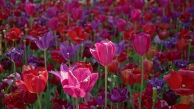 Hollanda 'da renkli bir bahar gösterisinde, açık havada canlı laleler açar. Pembe, kırmızı ve mor renkli, yemyeşil sapları olan canlı renkler sergiler..