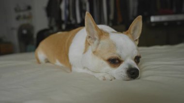 Chihuahua köpeği, rahat bir yatak odasında, rahat bir ev ortamını, yumuşak ışıklandırmayla sergiliyor..