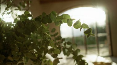 Günışığı okaliptüs, Akdeniz 'de kapalı bir evde, geniş bir pencereden huzur ve doğal güzellik sunarak iç mekanlardaki sükunet ve yeşilliğin özünü yakalar..