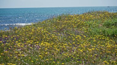Torrevieja 'daki kıyı yaban çiçeği çayırı, parlak sarı ve mor çiçeklerle ışıldayan mavi denizin bir zeminine yaslanmış, sakin ve resimsel bir manzarayı çağrıştırıyor.