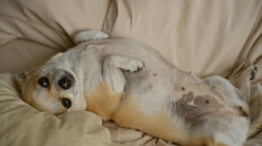 Chihuahua rahat bir şekilde rahat bir yatakta rahatça dinleniyor, sade bir ortamda küçük oyuncu köpek davranışları sergiliyor..